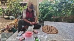 Harga Melonjak dan Cuaca Cerah, Petani Sinarjawa, Tanggamus Tersenyum